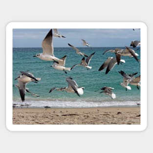 Birds in Flight Over Beach Sticker